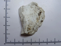Fossiliferous chert utilised/Retouched flake: approx. 20,000+ years