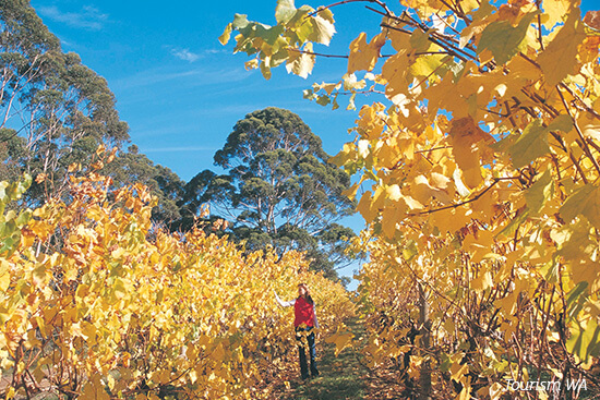 Vineyards in autumn in Denmark, Western Australia