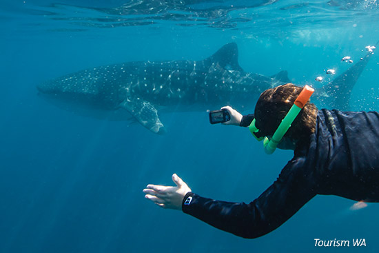 Swimming with the whale sharks at Ningaloo Reef, off Exmouth WA
