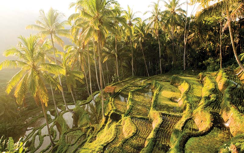 Ubud Rice Terraces view