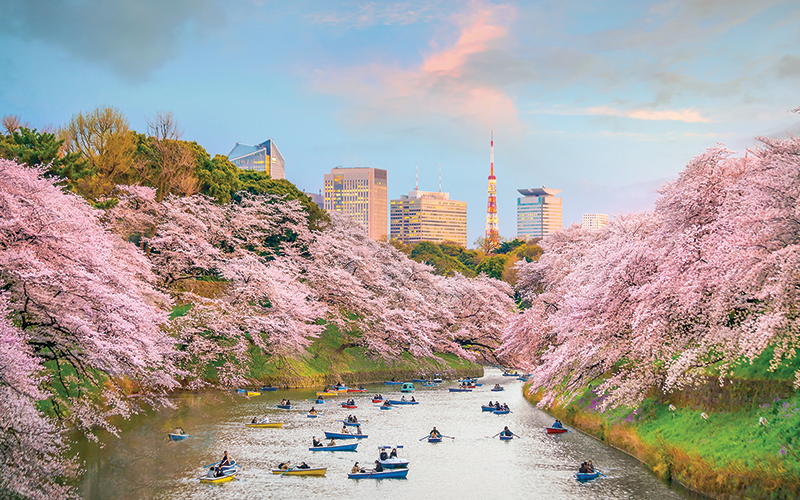 Pink cherry blossom trees over a river