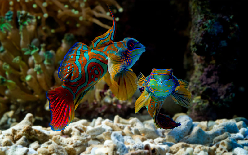 Colourful Mandarin fish amongst coral