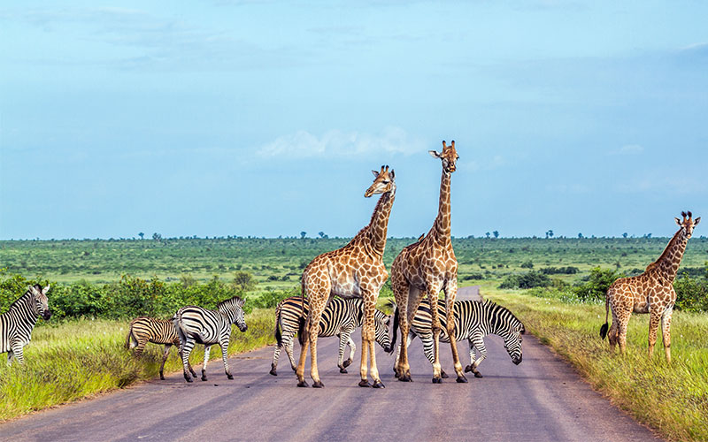 Zebras and giraffes standing on a road within Kruger National Park