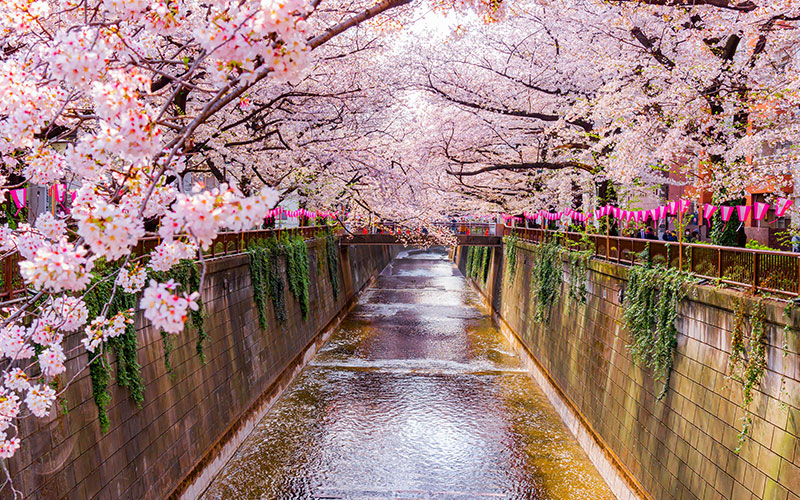 The Pink Sakura Tree Tunnel along the Meguro River during Cherry Blossom Festival, Tokyo.