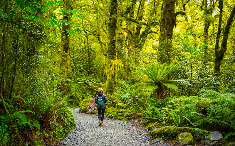 Lush hiking trails wind through Fiordland National Park near Milford Sound