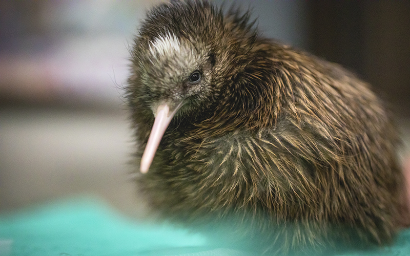 New Zealand National Bird Kiwi