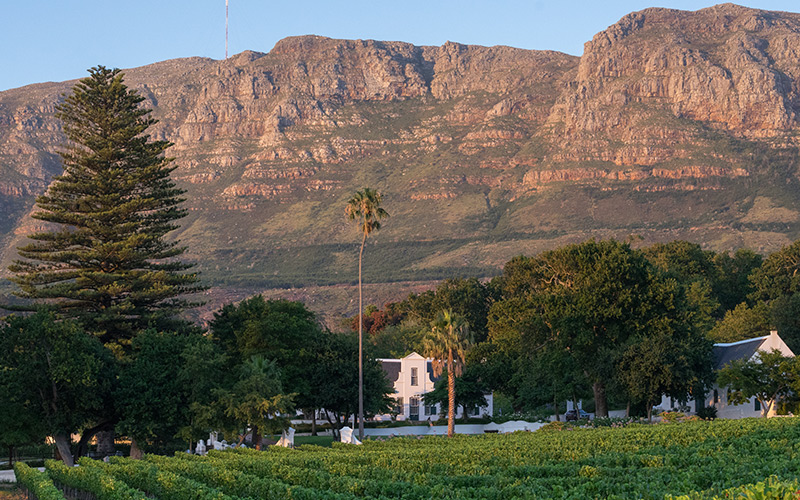 Field and mountain in Klein Constantia