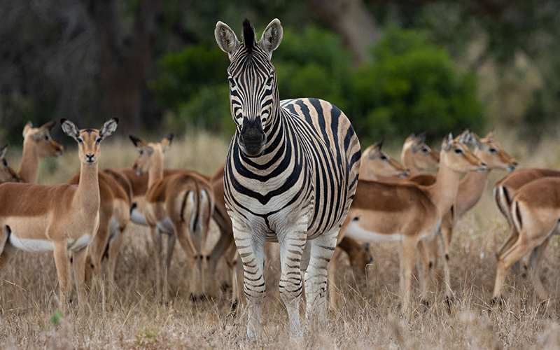Zebras drinking from water hole