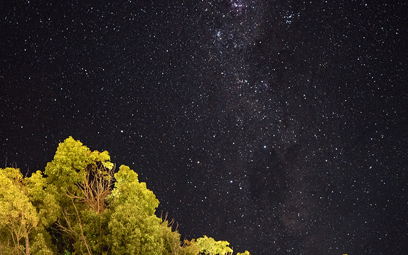 Treetops against starry sky