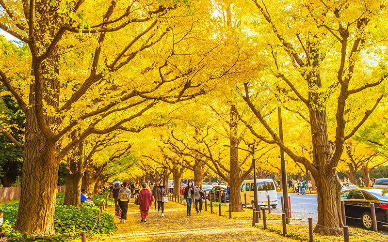 People walking along a path with trees dropping yellow leaves