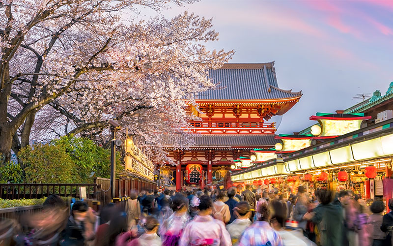 Sensoji Temple with bloooming cherry blossom trees in the gardens