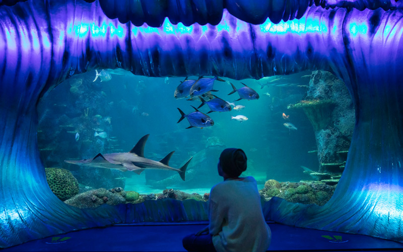 Child watching the fish at SEA LIFE Sydney Aquarium