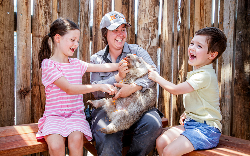 Meeting the wombats at WILD LIFE Sydney Zoo