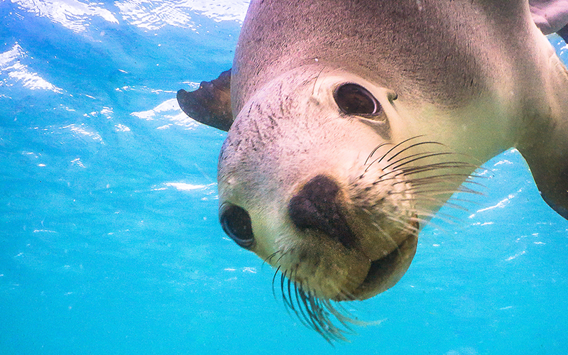 Playful sea lions at Baird Bay