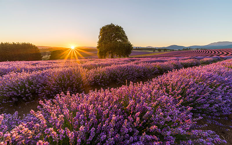 Bridestowe Lavender Estate