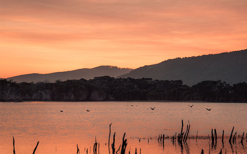 Pink skies over Paperbark swamp in Tasmania