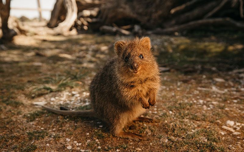 Quokka sitting amongst trees and smiling at the camera