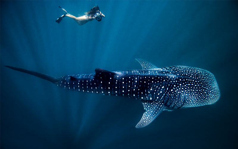 Woman snorkelling  underwater with whale shark