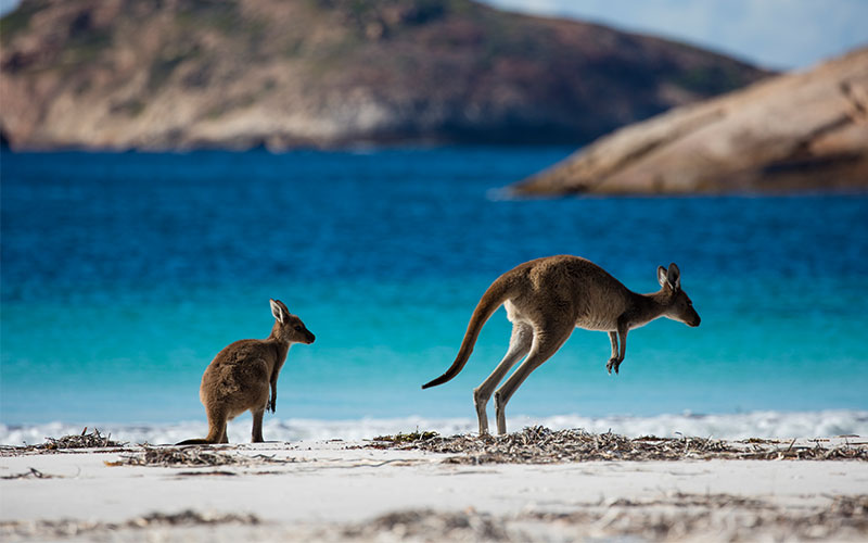 Kangaroo and joey on Lucky Bay shore