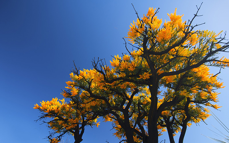 Western Australian Christmas tree (Nuytsia floribunda), Cape Le Grand