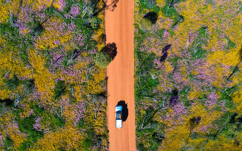 Aerial view of colour blossoming in Coalseam Conservation Park, Mingenew.