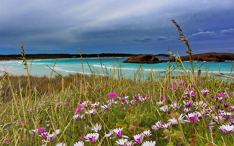 Twilight Cove’s blue waters and white sand during wildflower season in Western Australia. 