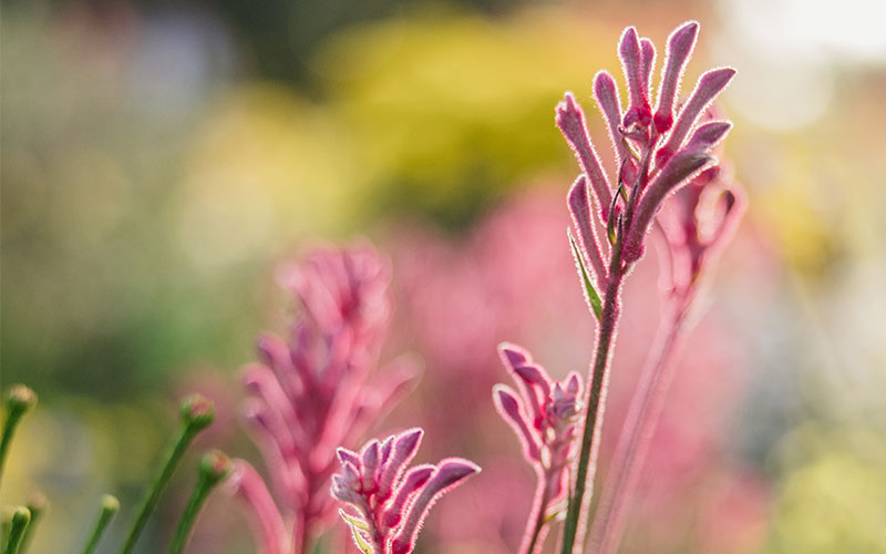 Vibrant pink kangaroo paws close up