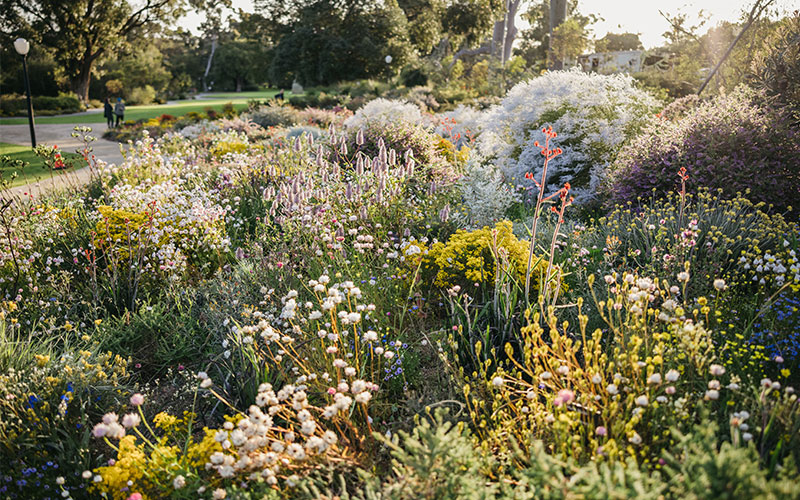 Native flora flourishing in Kings Park and Botanic Garden, Perth.