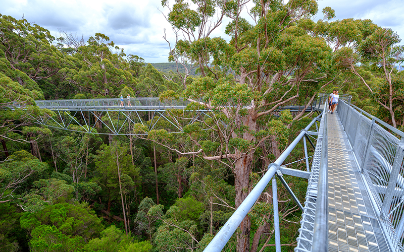 Albany Valley of the Giants Treetop Walk