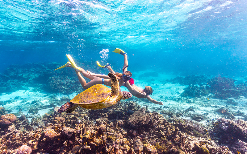 Children diving beside a turtle in Coral Bay, Carnarvon, Western Australia
