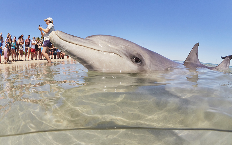 Bottlenose dolphin at Monkey Mia, Western Australia