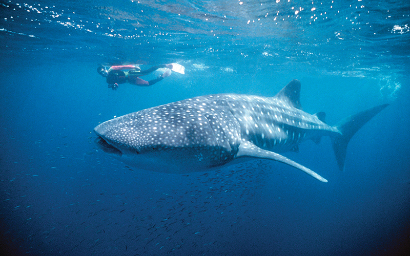 Swimming with whale sharks at Ningaloo Reef